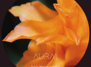 Aural – Eternal Flame (Calathea Crocata)