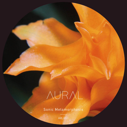 Aural – Eternal Flame (Calathea Crocata)