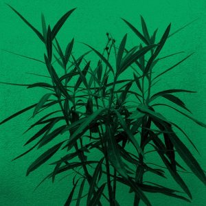 Winter in June & Vâyu – Wisdom & Healing