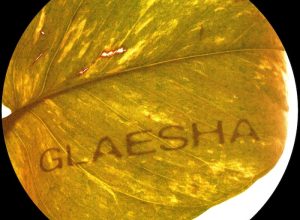 Glaesha – Árka Will Know