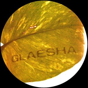Glaesha – Árka Will Know