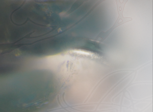 Konalgad – Layers Dissolve