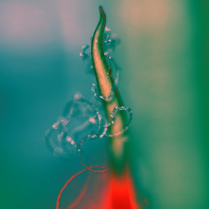 Armando_360 – Peace Call